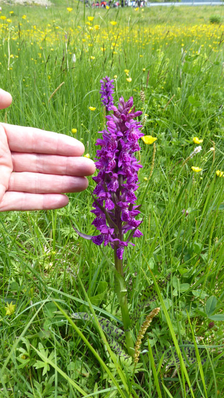 Dactylorhiza majalis subsp. alpestris ?....Passo Staulanza